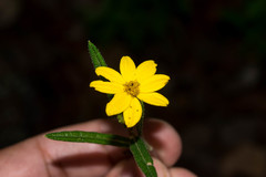 Wedelia gonzaleziarum