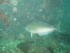 Caulolatilus princeps