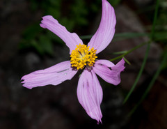Cosmos crithmifolius