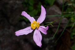 Cosmos crithmifolius