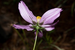 Cosmos crithmifolius