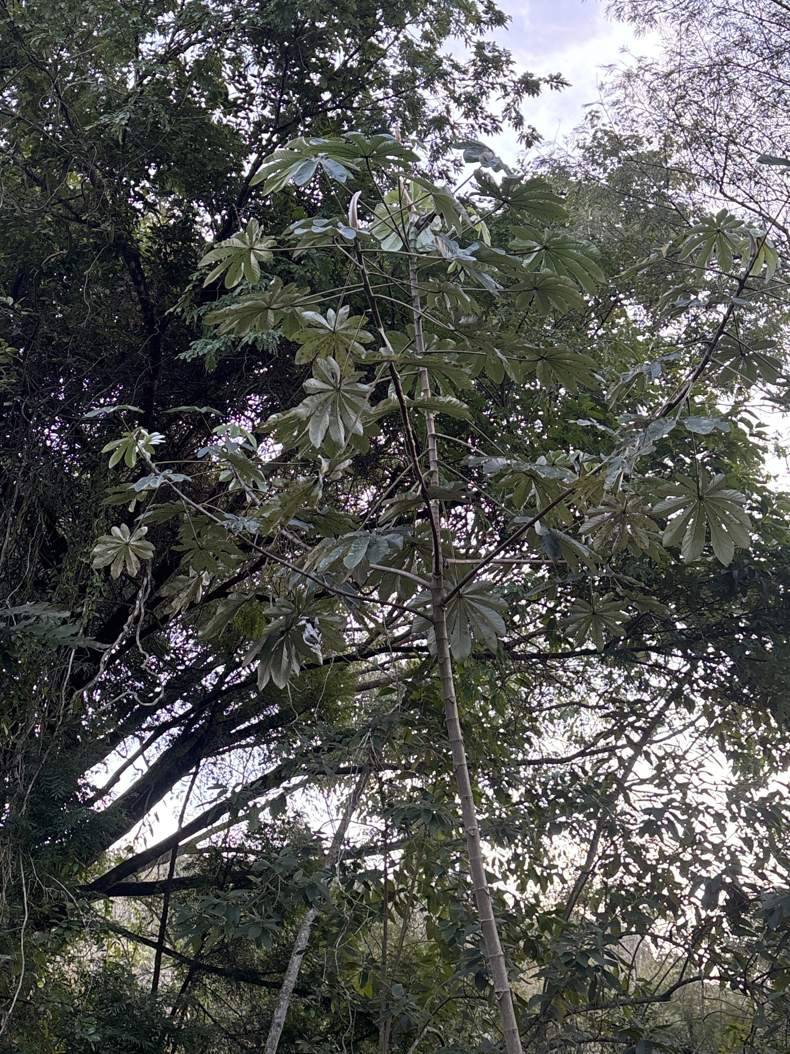 Cecropia pachystachya