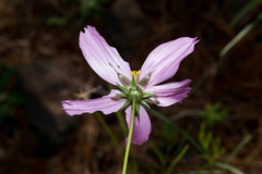 Cosmos crithmifolius