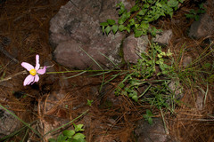 Cosmos crithmifolius