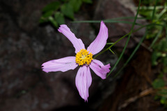 Cosmos crithmifolius