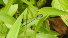 Aciagrion occidentale