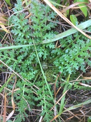 Pedicularis sylvatica