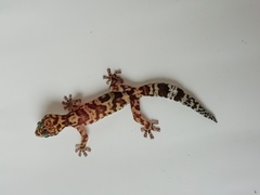 Afroedura donveae