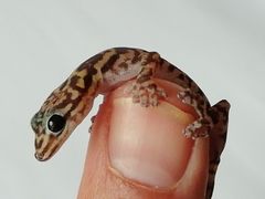 Afroedura donveae