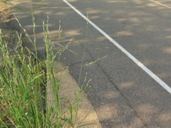 Eragrostis pectinacea pectinacea