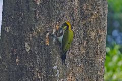 Chrysophlegma flavinucha