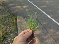 Eragrostis pectinacea pectinacea
