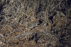 Galegeeska rufescens