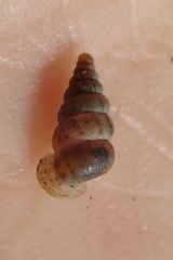 Cochlostoma septemspirale