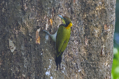 Chrysophlegma flavinucha