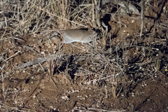 Galegeeska rufescens