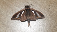 Tarsolepis rufobrunnea