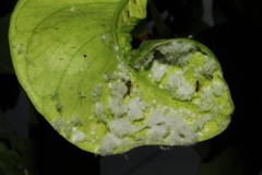 Aleurothrixus floccosus