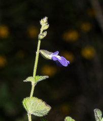 Salvia crucis
