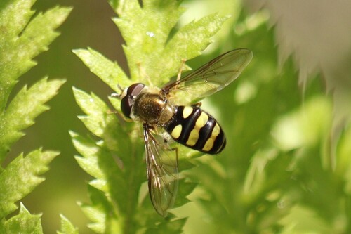 Unknown species found near Kootenai County, ID, USA
