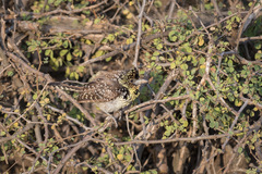 Trachyphonus darnaudii