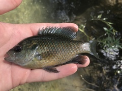 Lepomis miniatus