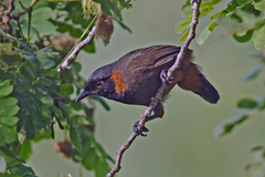 Pterorhinus ruficollis