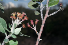 Malacomeles psilantha