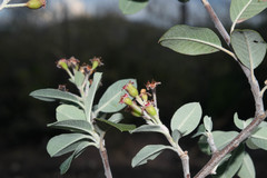 Malacomeles psilantha