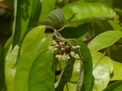 Vismia guianensis