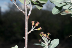 Malacomeles psilantha