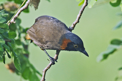 Pterorhinus ruficollis