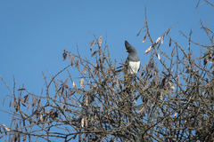Corythaixoides leucogaster