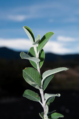 Malacomeles psilantha