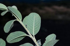 Malacomeles psilantha
