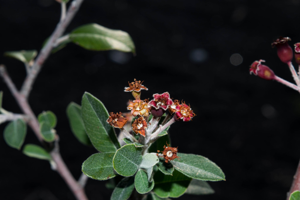 Malacomeles psilantha