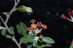 Malacomeles psilantha