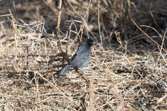 Laniarius funebris