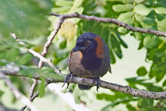 Pterorhinus ruficollis