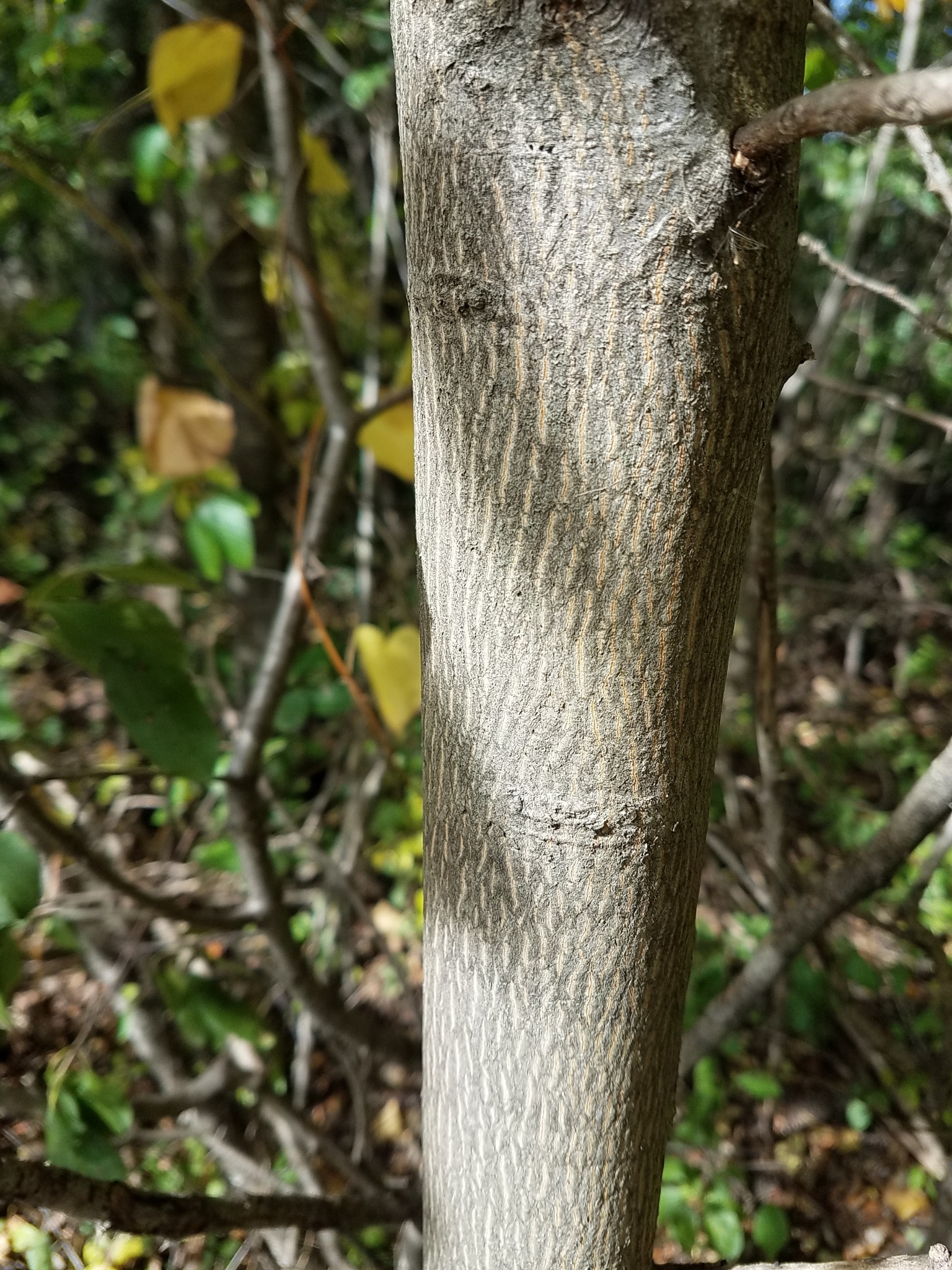 Photos Of Bitternut Hickory Carya Cordiformis Inaturalist