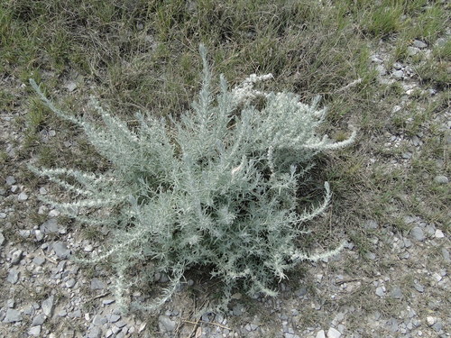 winterfat (Krascheninnikovia lanata)