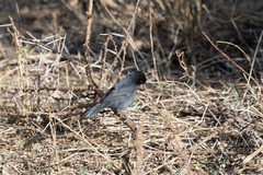 Laniarius funebris