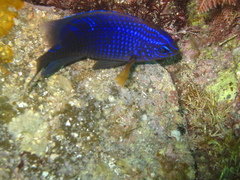 Stegastes rectifraenum