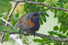 Pterorhinus ruficollis