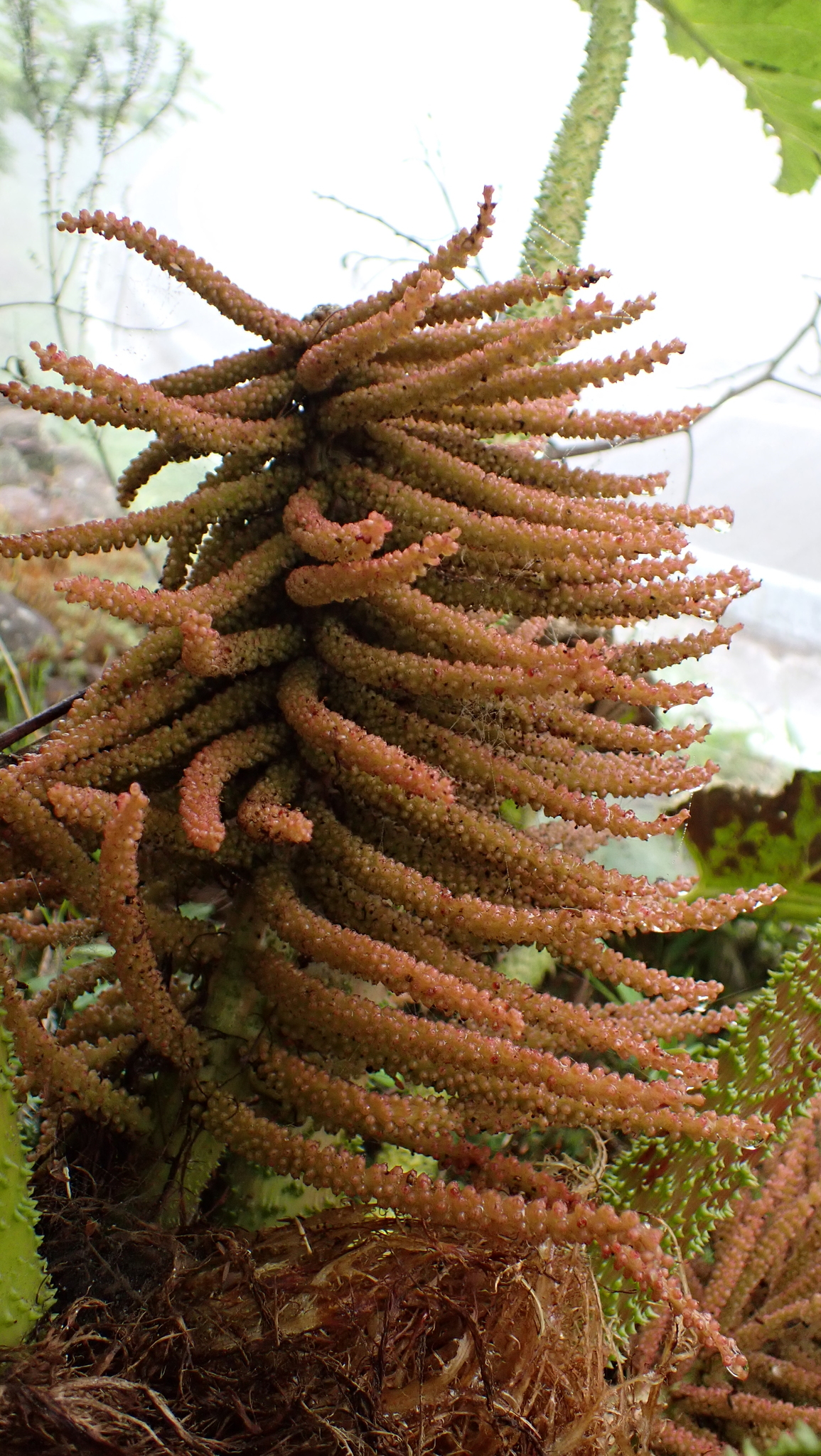 Gunnera manicata