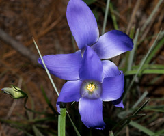 Gentianopsis lanceolata