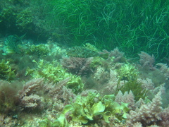 Sphoeroides lobatus
