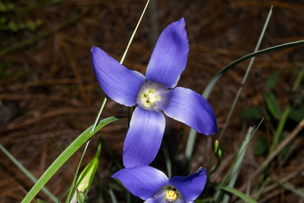 Gentianopsis lanceolata