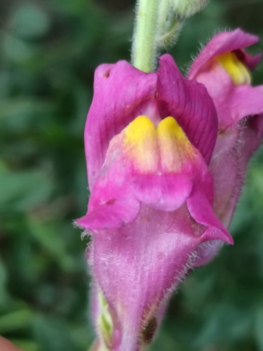 Antirrhinum majus