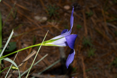 Gentianopsis lanceolata